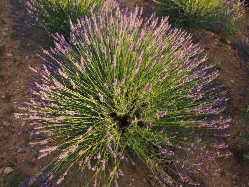 lavender shrub lavender evening sun