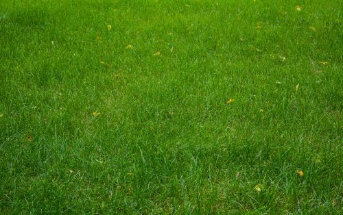 lawn grass field