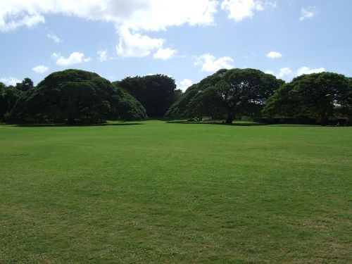 lawn tropical park