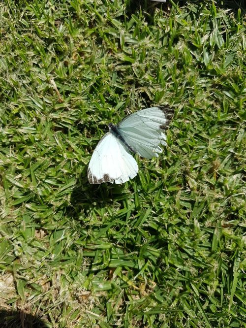 lawn butterfly nature