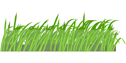 lawn field grass