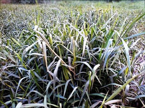 lawn grass growth