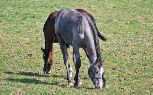 lawn mammals horses