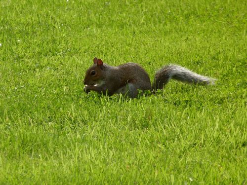 lawn mammals nature