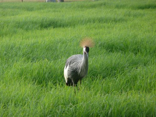 lawn nature field