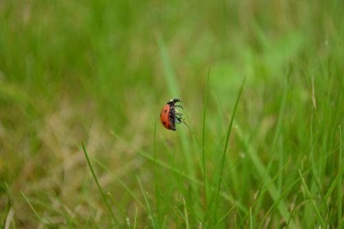 lawn nature outdoor