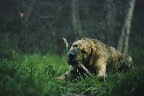 lawn  animal  dog