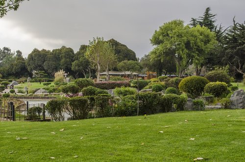 lawn  tree  nature