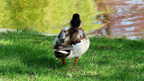 lawn  nature  duck