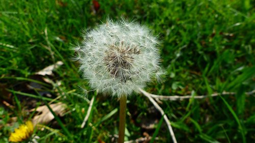 lawn  nature  dandelion