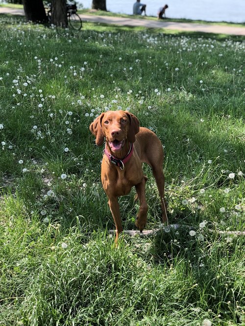 lawn  animal  meadow