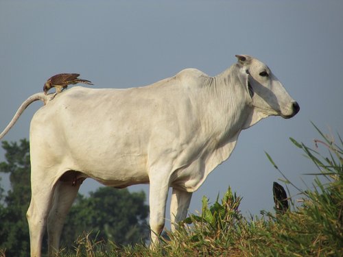 lawn  animalia  rural area