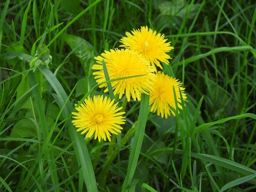 lawn  nature  summer