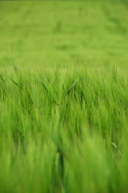 lawn  field  meadow