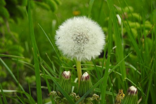 lawn  nature  plant