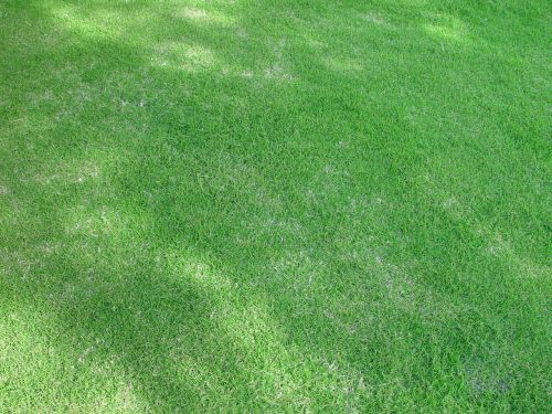 lawn shady grass