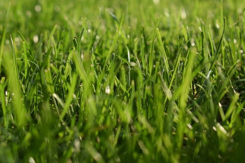 lawn  nature  green