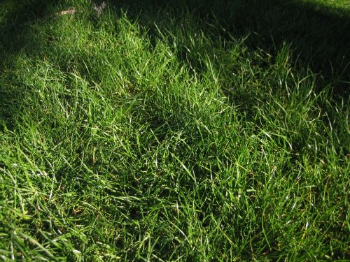 lawn green landscape