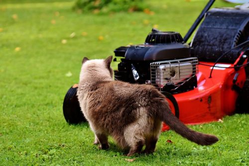 lawn mower cat curious
