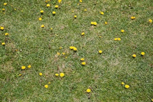 Lawn With Dandelions Background