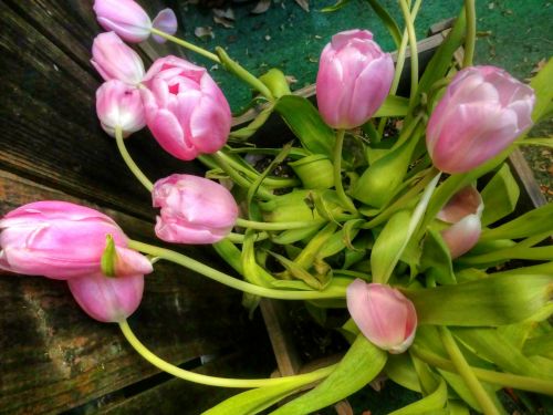 Lay Flat Pink Tulips