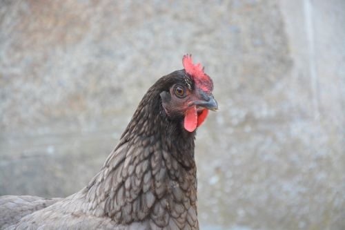 laying hen gray profile