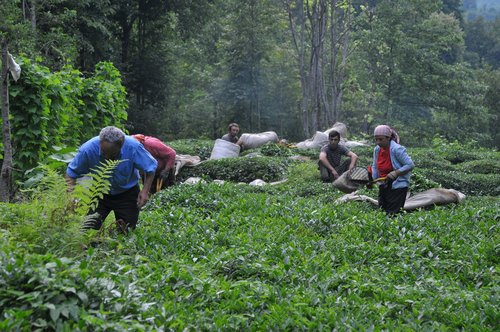 laz  laz village  garden