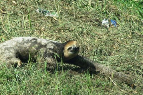 lazy guyana wild animal