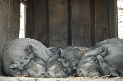 lazy sow pig