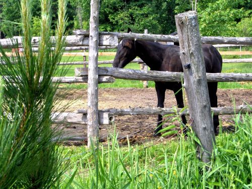 The Neighbor&#039;s Horse (1)