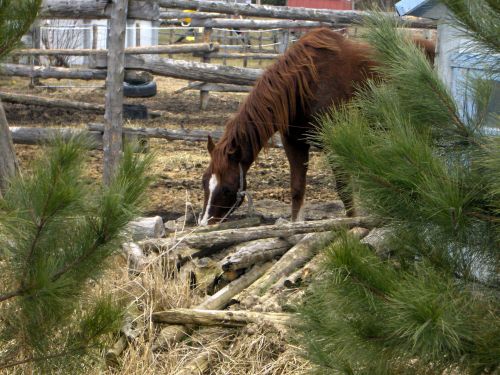 The Neighbor&#039;s Horse (2)