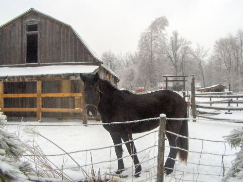 The Neighbor&#039;s Horse (3)