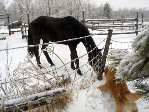 The Neighbor&#039;s Horse And Ricky