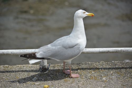 The Seagull