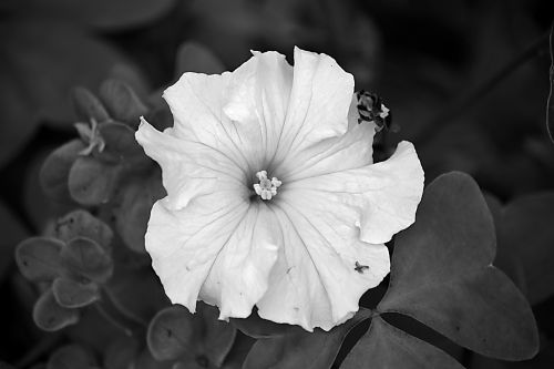 Bindweed