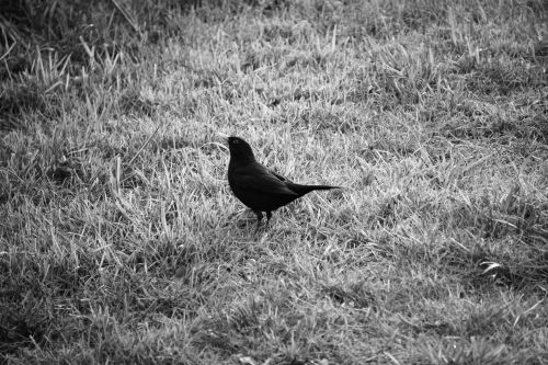 Blackbird In The Meadows