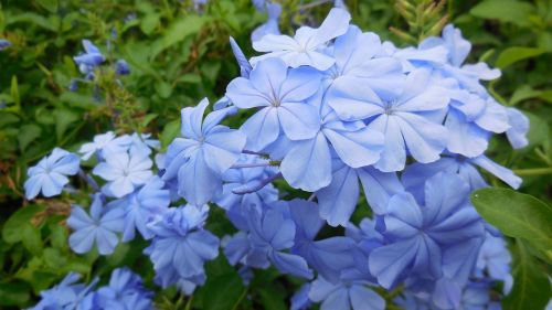 leadwort flower blue