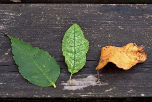 leaf autumn bench