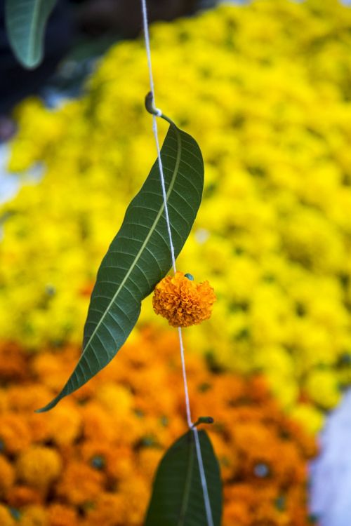 leaf flower hindu