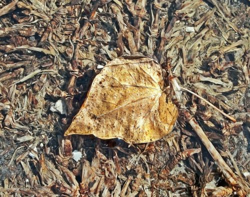 leaf autumn sheet in water