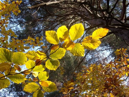 leaf fall autumn leaves