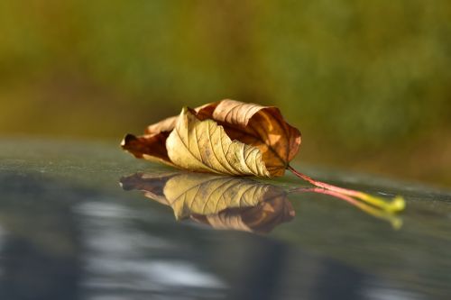 leaf autumn withered