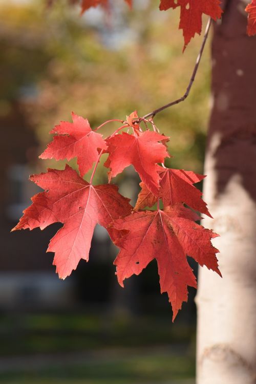 leaf leaves red