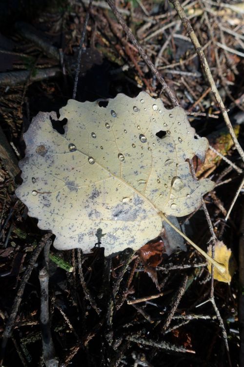 leaf alder drop of water
