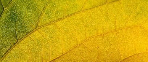 leaf structure autumn leaf