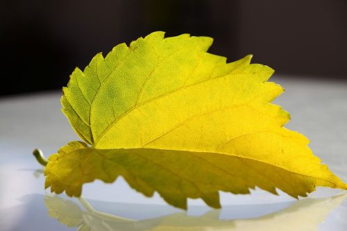 leaf structure autumn leaf