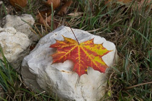 maple leaf maple leaf