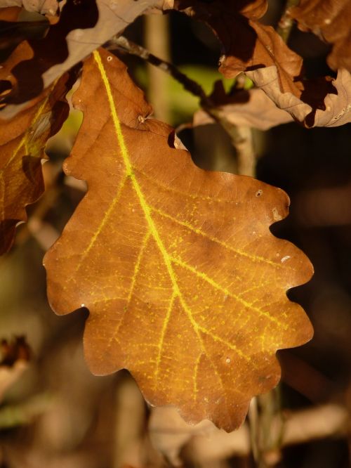 leaf brown sunny