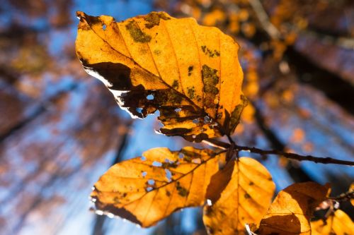 leaf beech autumn