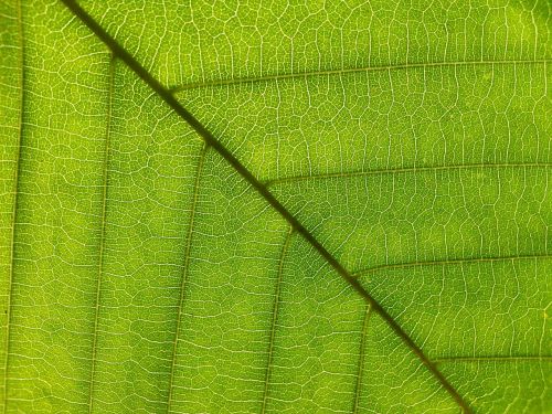 leaf foliage green